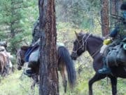 Фотоловушки помогли обнаружить участников незаконной охоты