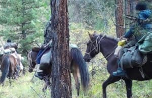Фотоловушки помогли обнаружить участников незаконной охоты Фотоловушки помогли обнаружить участников незаконной охоты