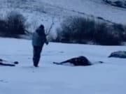 Табун лошадей расстреляли неизвестные в Алтайском крае