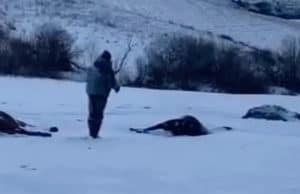 Табун лошадей расстреляли неизвестные в Алтайском крае Табун лошадей расстреляли неизвестные в Алтайском крае