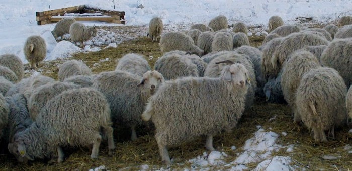 Зимовка скота в Республике Алтай проходит в штатном режиме