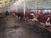 В Гусевке начала работу молочная ферма