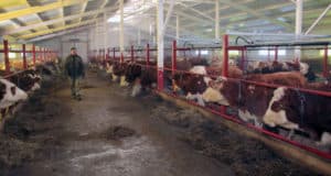 В Гусевке начала работу молочная ферма