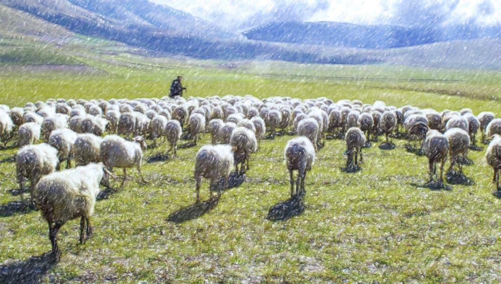 Чем питались и какой скот держали жители Алтая времен раннего средневековья