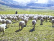 Чем питались и какой скот держали жители Алтая времен раннего средневековья