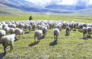 Чем питались и какой скот держали жители Алтая времен раннего средневековья Чем питались и какой скот держали жители Алтая времен раннего средневековья