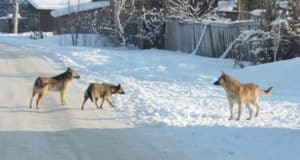 «Собачьи» проблемы Горно-Алтайска