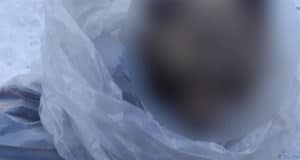 Тушу медведя обнаружили полицейские во время обыска по другому делу Тушу медведя обнаружили полицейские во время обыска по другому делу