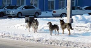 В правительстве прошло совещание по проблеме безнадзорных собак