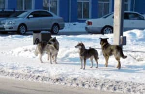 В правительстве прошло совещание по проблеме безнадзорных собак В правительстве прошло совещание по проблеме безнадзорных собак