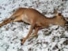 Застреливший двух косуль житель Горно-Алтайска выплатил государству 300 тыс. рублей