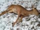 Застреливший двух косуль житель Горно-Алтайска выплатил государству 300 тыс. рублей