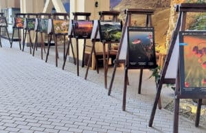 Выставка «Живая природа Алтая» открылась в Национальном музее Выставка «Живая природа Алтая» открылась в Национальном музее