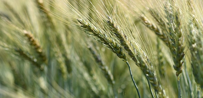 В прошлом году в республике собрали 114 тысяч тонн зерновых