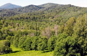 В Республике Алтай планируют восстановить более 3 тыс. га леса