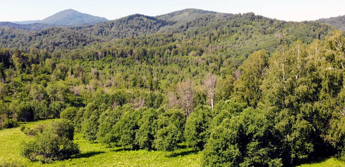 Счетная палата включила Республику Алтай в десятку лучших по лесовосстановлению регионов страны