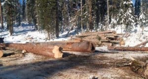 Задержан руководитель турочакского лесничества Задержан руководитель турочакского лесничества