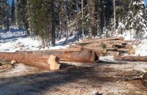 Задержан руководитель турочакского лесничества