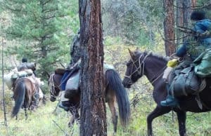 В Туве задержаны браконьеры, которые охотились в Алтайском заповеднике В Туве задержаны браконьеры, которые охотлись в Алтайском заповеднике
