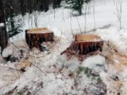 Житель Карагая попался на незаконной рубке лиственниц Сельчанин попал под уголовное преследование за рубку лиственниц