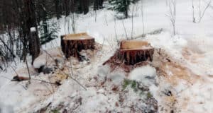 Житель Чемала незаконно срубил 22 лиственницы Сельчанин попал под уголовное преследование за рубку лиственниц