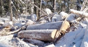 Прокуратура вновь выявила факты незаконной вырубки кедра в Турочакском районе Прокуратура вновь обнаружила факты незаконной вырубки кедра в Турочакском районе