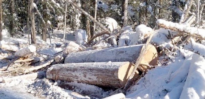 Прокуратура вновь выявила факты незаконной вырубки кедра в Турочакском районе