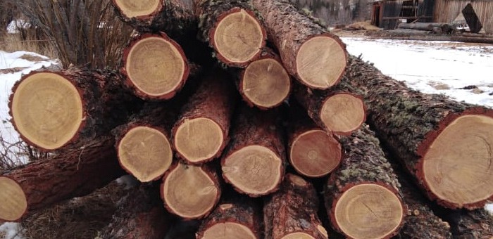 Шебалинский фермер незаконно нарубил деревьев больше чем на миллион