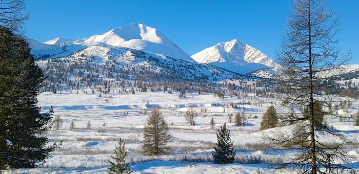 Благодаря малоснежной зиме зимовка копытных в Алтайском заповеднике прошла хорошо