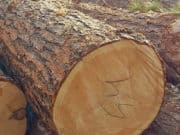 Семь лесных участков, где рубили кедр, удалось отнять у арендаторов Семь лесных участков, где рубили кедр, удалось отнять у арендаторов