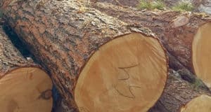 Семь лесных участков, где рубили кедр, удалось отнять у арендаторов Семь лесных участков, где рубили кедр, удалось отнять у арендаторов