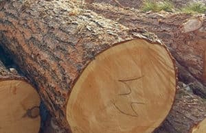 Семь лесных участков, где рубили кедр, удалось отнять у арендаторов