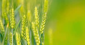 Россельхозбанк продолжит льготное кредитование сезонных работ по ставке до 5%