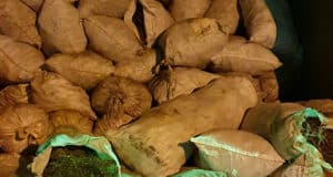 Фирму оштрафовали за незаконную добычу 5 тонн золотого корня Фирму оштрафовали за незаконную добычу 5 тонн золотого корня