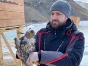 Соколиную семью, изъятую у браконьеров, выпустят на волю в Горном Алтае Соколиную семью, изъятую у браконьеров, выпустят на волю в Горном Алтае