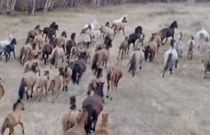 За попытку угнать табун лошадей суд отправил двух жителей Тувы в колонию За попытку угнать табун лошадей суд отправил двух жителей Тувы в колонию