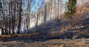 За одни сутки в республике произошло десять пожаров, в том числе семь лесных
