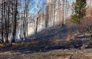 За одни сутки в республике произошло десять пожаров, в том числе семь лесных