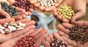 «Единая Россия» запускает акцию по сбору и доставке семян и саженцев на Донбасс