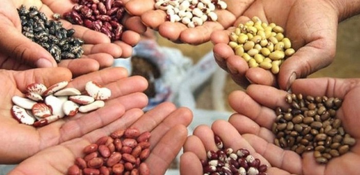 «Единая Россия» запускает акцию по сбору и доставке семян и саженцев на Донбасс