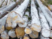 Сельчанин незаконно спилил пихты более чем на четыре миллиона Сельчанин незаконно спилил пихты более чем на четыре миллиона