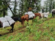 Пограничники предупреждают об ответственности за добычу краснокнижных растений Пограничники предупреждают об ответственности за добычу краснокнижных растений