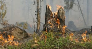 Пожароопасный сезон начался в Республике Алтай