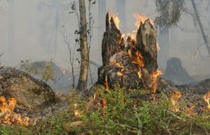 Пожароопасный сезон начался в Республике Алтай