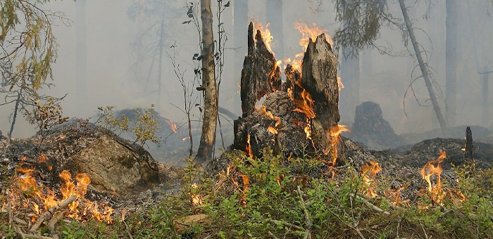 Пожароопасный сезон начался в Республике Алтай