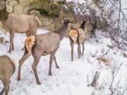 В Алтайском заповеднике посчитали животных: косули стало больше, а кабарги меньше
