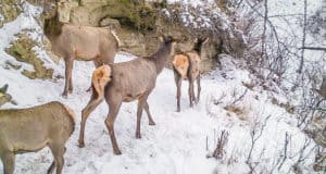 В Алтайском заповеднике посчитали животных: косули стало больше, а кабарги меньше