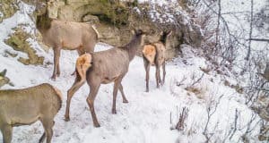 В Алтайском заповеднике посчитали животных: косули стало больше, а кабарги меньше В Алтайском заповеднике посчитали животных: косули стало больше, а кабарги меньше