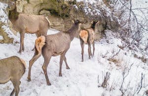 В Алтайском заповеднике посчитали животных: косули стало больше, а кабарги меньше В Алтайском заповеднике посчитали животных: косули стало больше, а кабарги меньше