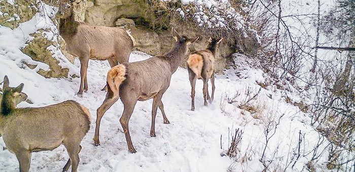 В Алтайском заповеднике посчитали животных: косули стало больше, а кабарги меньше